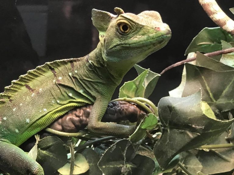 HERP-show-2-768×576