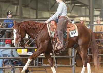East tx stock horse 3 924x1024 | lone star convention  expo center East tx stock horse 3 924x1024